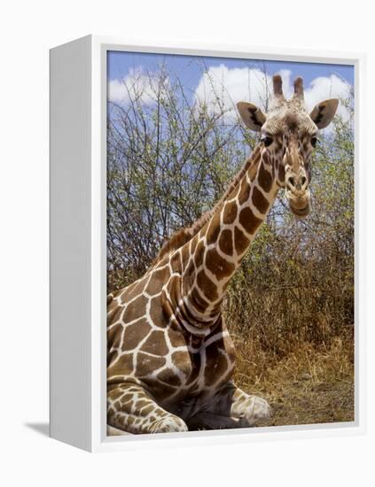 Giraffe Lying Down, Loisaba Wilderness, Laikipia Plateau, Kenya-Alison Jones-Framed Premier Image Canvas