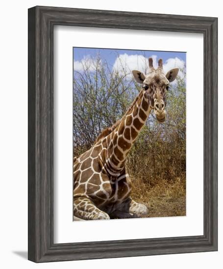 Giraffe Lying Down, Loisaba Wilderness, Laikipia Plateau, Kenya-Alison Jones-Framed Photographic Print