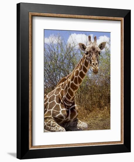 Giraffe Lying Down, Loisaba Wilderness, Laikipia Plateau, Kenya-Alison Jones-Framed Photographic Print