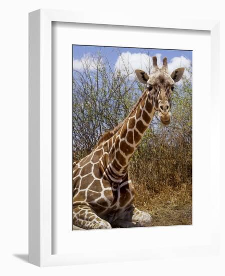 Giraffe Lying Down, Loisaba Wilderness, Laikipia Plateau, Kenya-Alison Jones-Framed Photographic Print