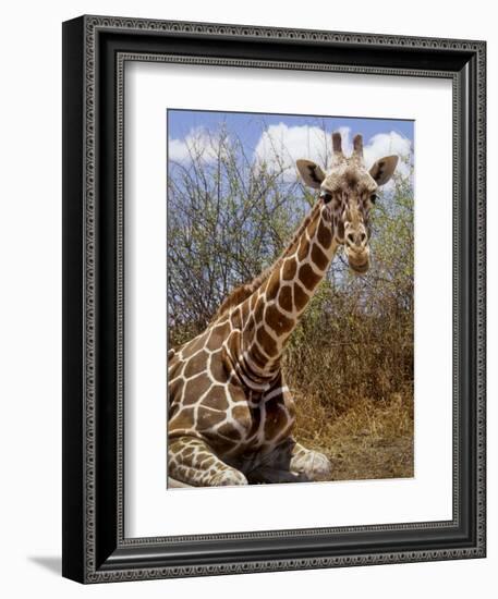 Giraffe Lying Down, Loisaba Wilderness, Laikipia Plateau, Kenya-Alison Jones-Framed Photographic Print