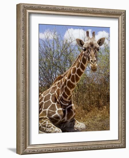 Giraffe Lying Down, Loisaba Wilderness, Laikipia Plateau, Kenya-Alison Jones-Framed Photographic Print