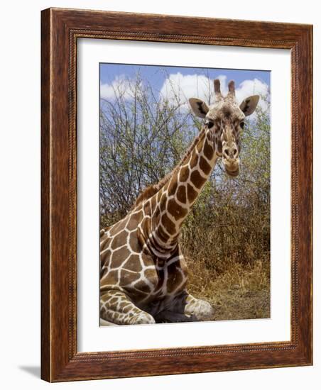 Giraffe Lying Down, Loisaba Wilderness, Laikipia Plateau, Kenya-Alison Jones-Framed Photographic Print