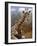 Giraffe Lying Down, Loisaba Wilderness, Laikipia Plateau, Kenya-Alison Jones-Framed Photographic Print