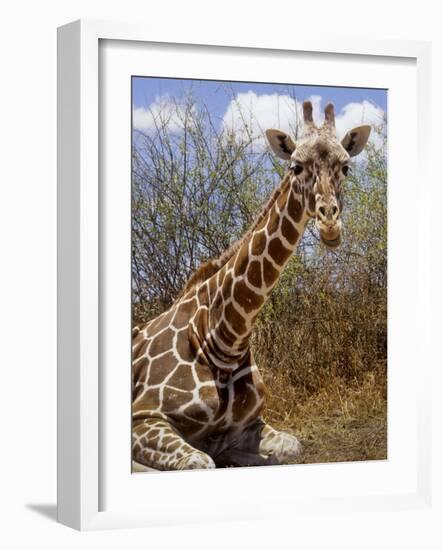 Giraffe Lying Down, Loisaba Wilderness, Laikipia Plateau, Kenya-Alison Jones-Framed Photographic Print