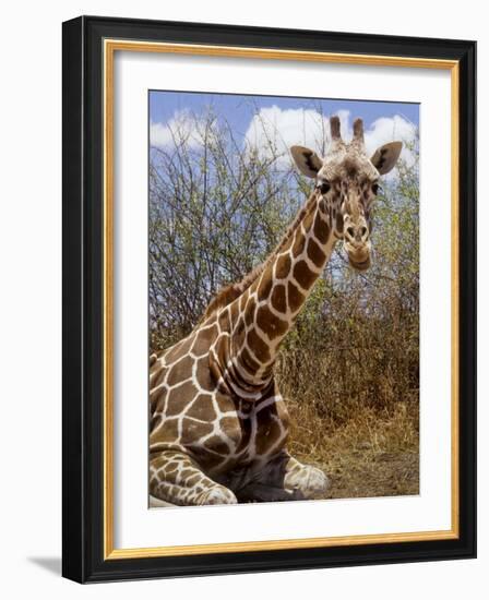 Giraffe Lying Down, Loisaba Wilderness, Laikipia Plateau, Kenya-Alison Jones-Framed Photographic Print