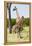 Giraffe, Maasai Mara National Reserve, Kenya-Nico Tondini-Framed Premier Image Canvas