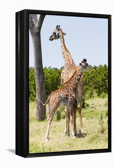 Giraffe, Maasai Mara National Reserve, Kenya-Nico Tondini-Framed Premier Image Canvas