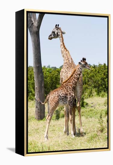 Giraffe, Maasai Mara National Reserve, Kenya-Nico Tondini-Framed Premier Image Canvas