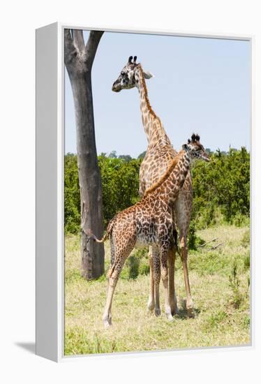 Giraffe, Maasai Mara National Reserve, Kenya-Nico Tondini-Framed Premier Image Canvas