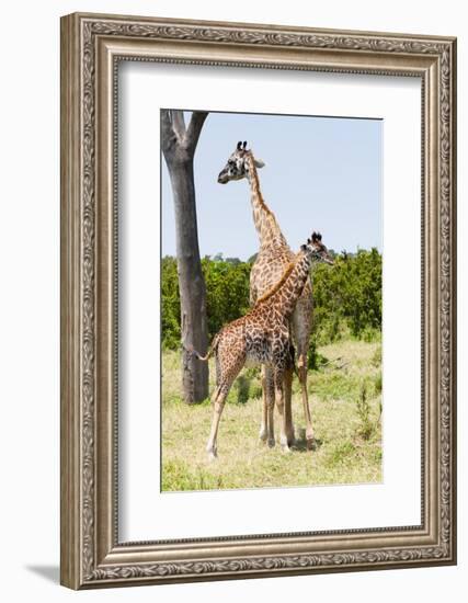 Giraffe, Maasai Mara National Reserve, Kenya-Nico Tondini-Framed Photographic Print