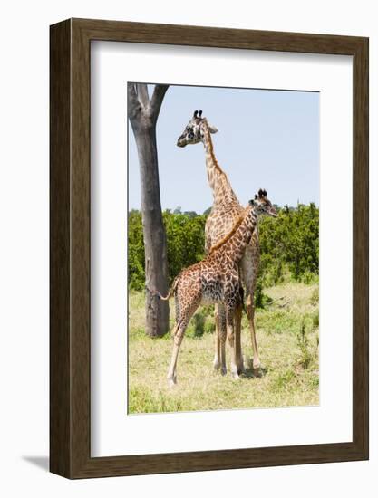 Giraffe, Maasai Mara National Reserve, Kenya-Nico Tondini-Framed Photographic Print