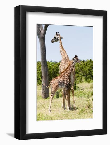 Giraffe, Maasai Mara National Reserve, Kenya-Nico Tondini-Framed Photographic Print