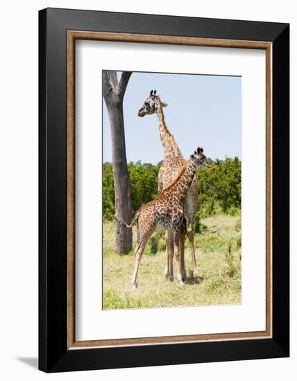 Giraffe, Maasai Mara National Reserve, Kenya-Nico Tondini-Framed Photographic Print