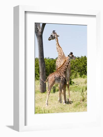 Giraffe, Maasai Mara National Reserve, Kenya-Nico Tondini-Framed Photographic Print