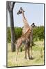 Giraffe, Maasai Mara National Reserve, Kenya-Nico Tondini-Mounted Photographic Print