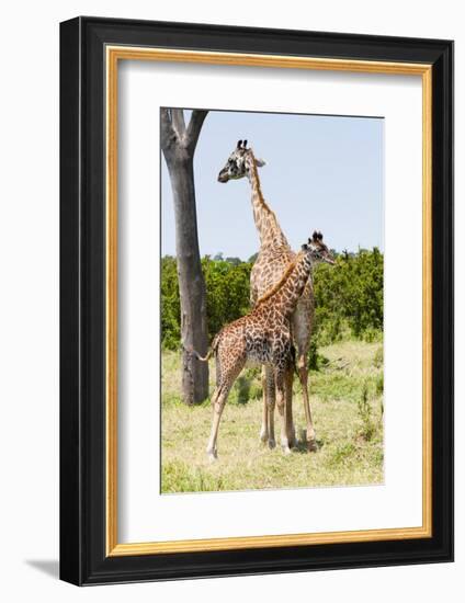 Giraffe, Maasai Mara National Reserve, Kenya-Nico Tondini-Framed Photographic Print