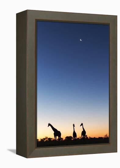 Giraffe, Makgadikgadi Pans National Park, Botswana-Paul Souders-Framed Premier Image Canvas