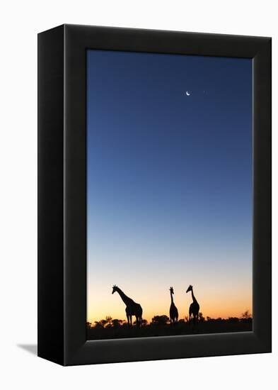 Giraffe, Makgadikgadi Pans National Park, Botswana-Paul Souders-Framed Premier Image Canvas