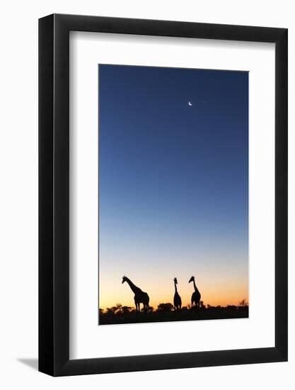 Giraffe, Makgadikgadi Pans National Park, Botswana-Paul Souders-Framed Photographic Print