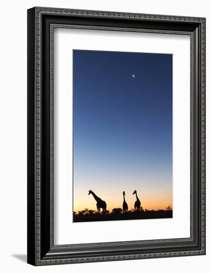 Giraffe, Makgadikgadi Pans National Park, Botswana-Paul Souders-Framed Photographic Print