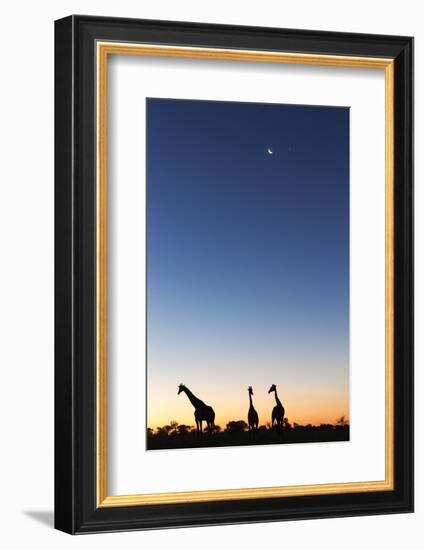 Giraffe, Makgadikgadi Pans National Park, Botswana-Paul Souders-Framed Photographic Print