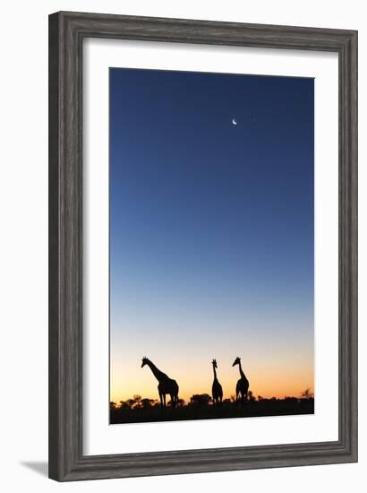 Giraffe, Makgadikgadi Pans National Park, Botswana-Paul Souders-Framed Photographic Print