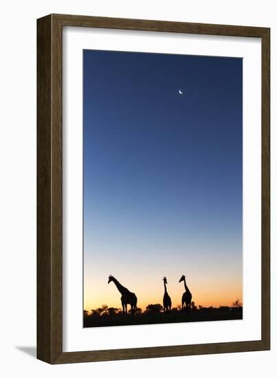 Giraffe, Makgadikgadi Pans National Park, Botswana-Paul Souders-Framed Photographic Print