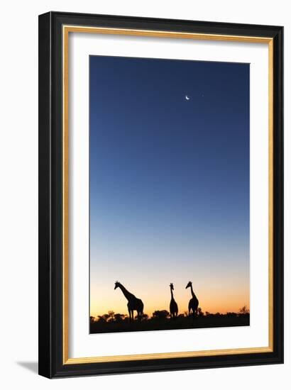 Giraffe, Makgadikgadi Pans National Park, Botswana-Paul Souders-Framed Photographic Print