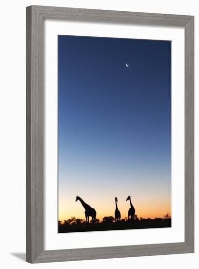 Giraffe, Makgadikgadi Pans National Park, Botswana-Paul Souders-Framed Photographic Print