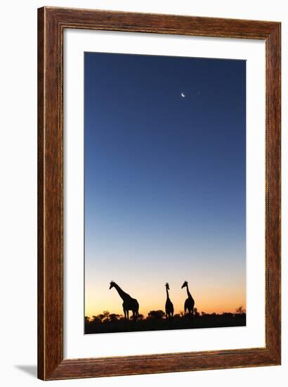 Giraffe, Makgadikgadi Pans National Park, Botswana-Paul Souders-Framed Photographic Print