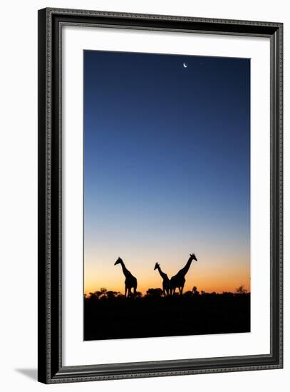 Giraffe, Makgadikgadi Pans National Park, Botswana-Paul Souders-Framed Photographic Print