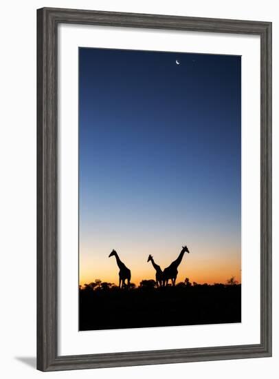 Giraffe, Makgadikgadi Pans National Park, Botswana-Paul Souders-Framed Photographic Print