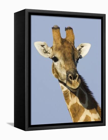 Giraffe, Male Head Portrait, Namibia-Tony Heald-Framed Premier Image Canvas