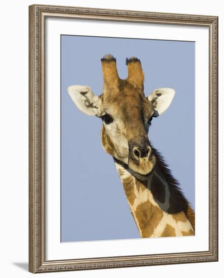 Giraffe, Male Head Portrait, Namibia-Tony Heald-Framed Photographic Print