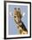 Giraffe, Male Head Portrait, Namibia-Tony Heald-Framed Photographic Print