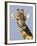 Giraffe, Male Head Portrait, Namibia-Tony Heald-Framed Photographic Print
