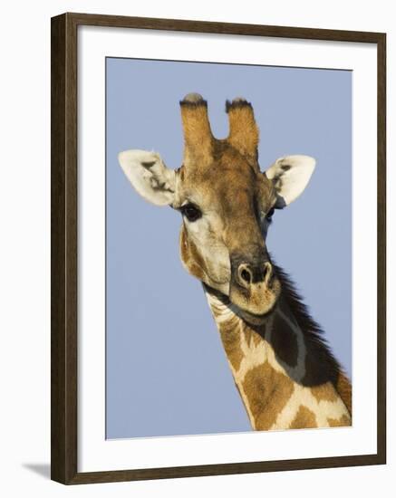 Giraffe, Male Head Portrait, Namibia-Tony Heald-Framed Photographic Print