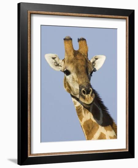 Giraffe, Male Head Portrait, Namibia-Tony Heald-Framed Photographic Print