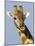 Giraffe, Male Head Portrait, Namibia-Tony Heald-Mounted Photographic Print