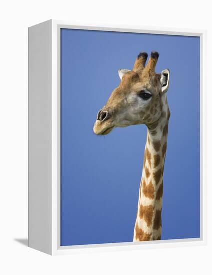 Giraffe, Male Portrait, Etosha National Park, Namibia-Tony Heald-Framed Premier Image Canvas