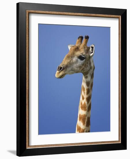 Giraffe, Male Portrait, Etosha National Park, Namibia-Tony Heald-Framed Photographic Print