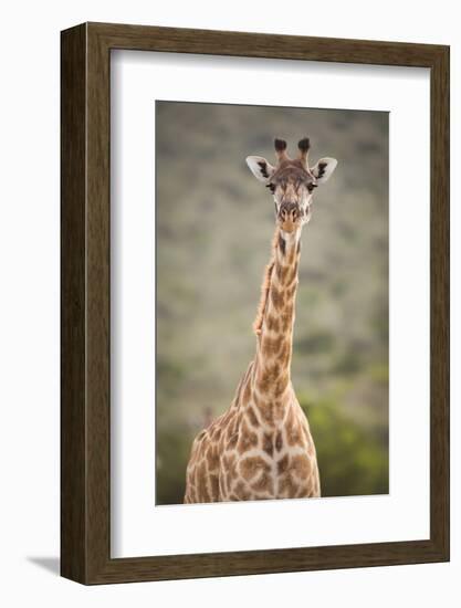 Giraffe, Masai Mara, Kenya, East Africa, Africa-Karen Deakin-Framed Photographic Print