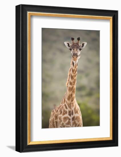 Giraffe, Masai Mara, Kenya, East Africa, Africa-Karen Deakin-Framed Photographic Print
