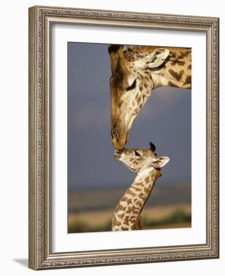 Giraffe, Masai Mara, Kenya-Marilyn Parver-Framed Photographic Print