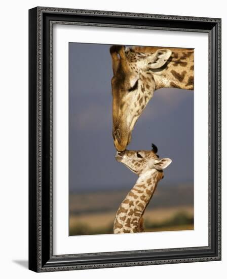 Giraffe, Masai Mara, Kenya-Marilyn Parver-Framed Photographic Print