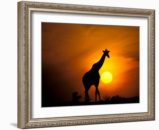 Giraffe, Masai Mara, Kenya-Marilyn Parver-Framed Photographic Print