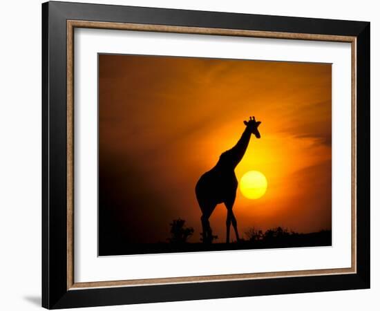 Giraffe, Masai Mara, Kenya-Marilyn Parver-Framed Photographic Print