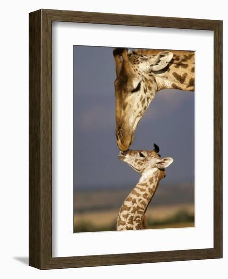 Giraffe, Masai Mara, Kenya-Marilyn Parver-Framed Photographic Print