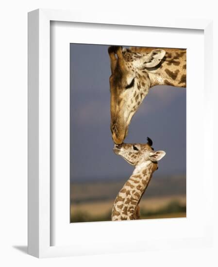 Giraffe, Masai Mara, Kenya-Marilyn Parver-Framed Photographic Print